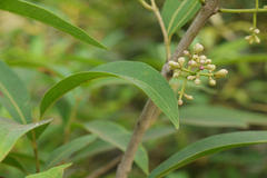 Syzygium heyneanum